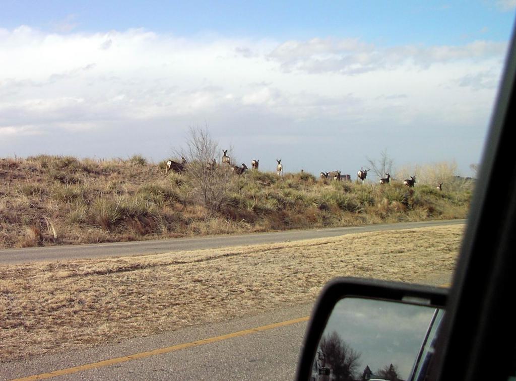 Roadside Deer