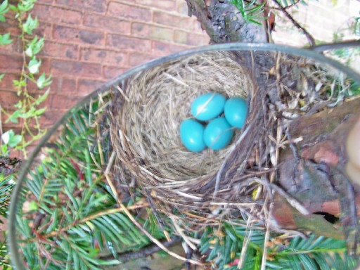 robins nest