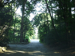 shady lane