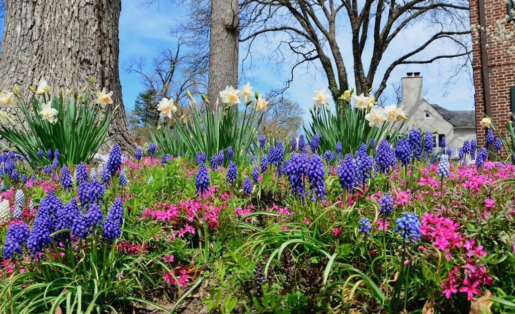 springbeautiful1