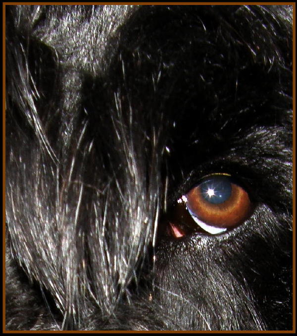 star saffire eye