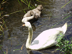 swan and cygnet