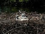 Swan Babies (Cygnets)