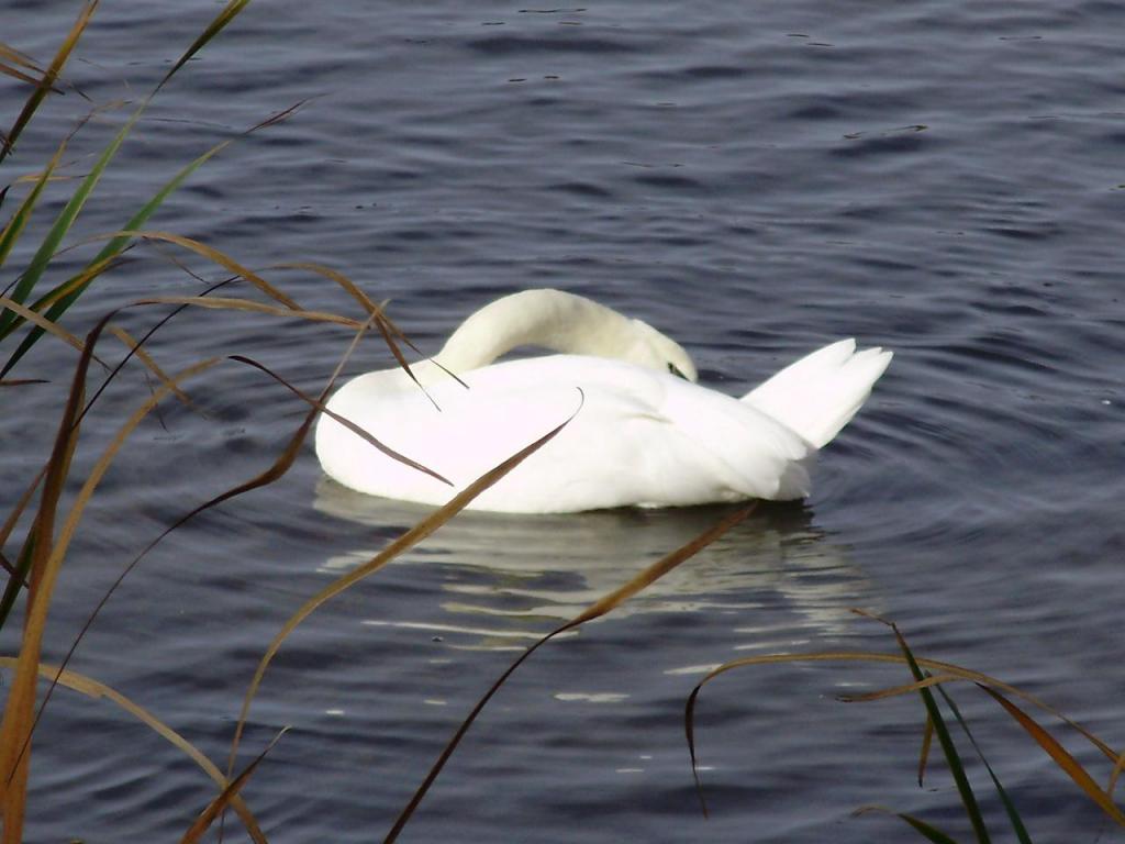 swan preening