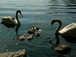 Swans and Babies