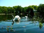Swans