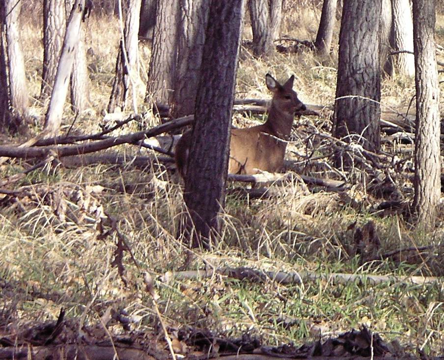 Thanksgiving Day Deer