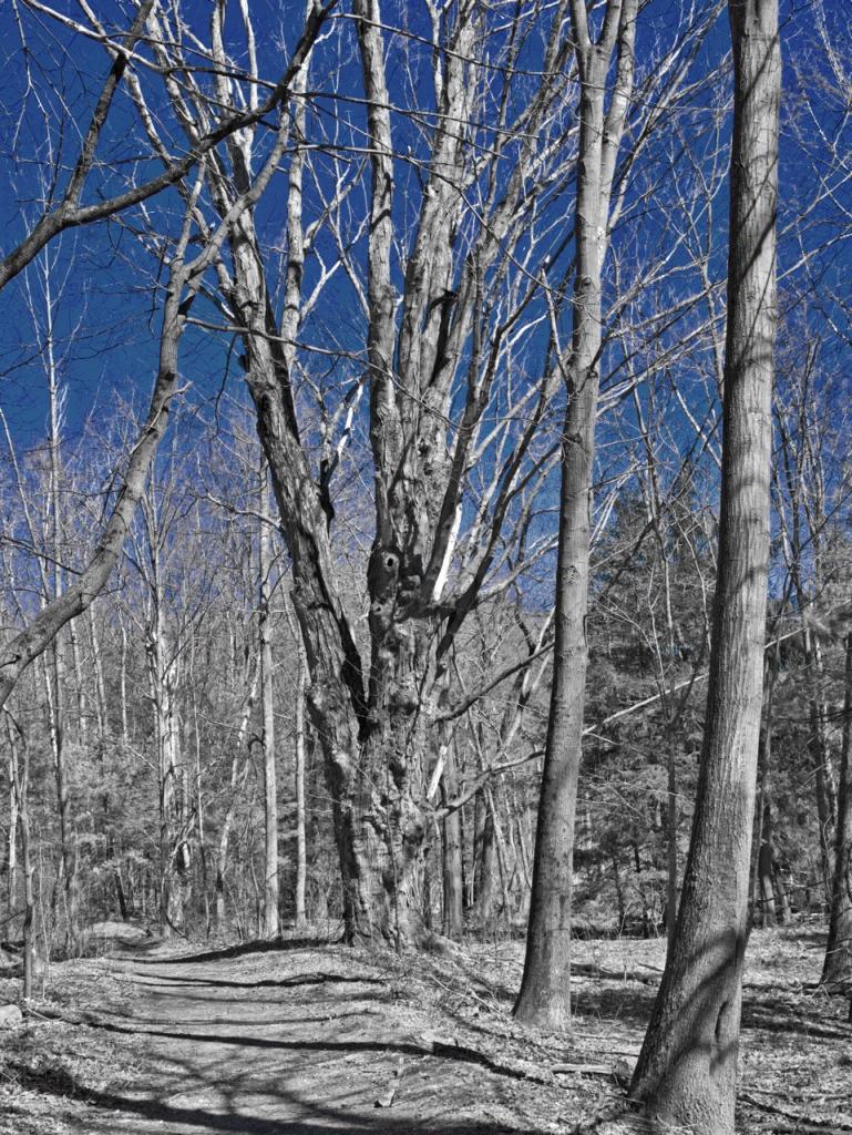 The Path