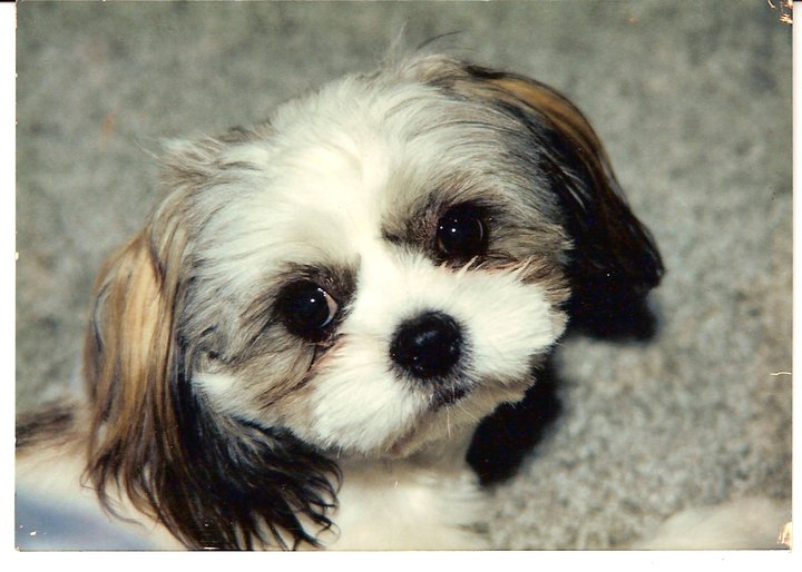 Toney the dog traveled with me for 15 years, I'll always remember, and miss her.  We had many adventures together:)