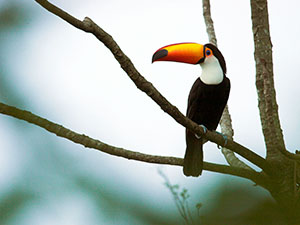 toucanwwf.jpg