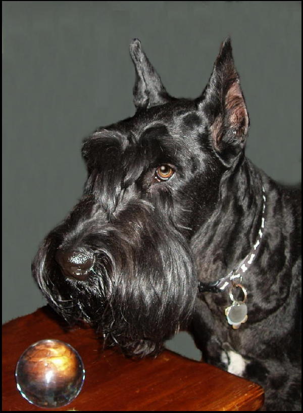 travs birthday, gazing into his crystal future.. He sees a new sofa and lots of tennis balls