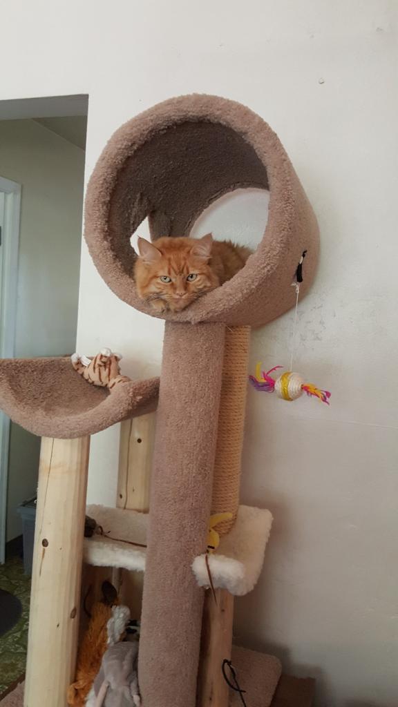 Victoria:
On one of the few cold rainy days in Phoenix I found her shivering at my sliding glass door. She was in pretty bad shape. With a little lovi