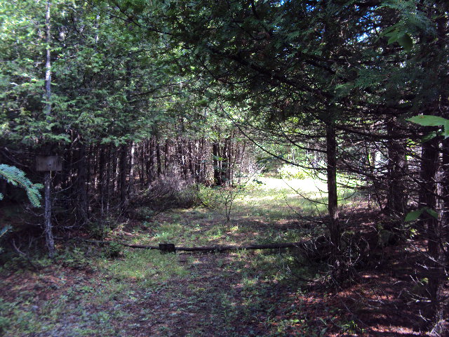 Walking through woods from house