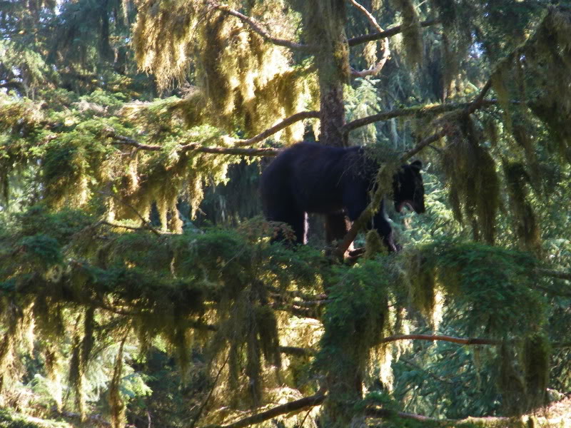 When strolling through the forest, don't forget to look up!
