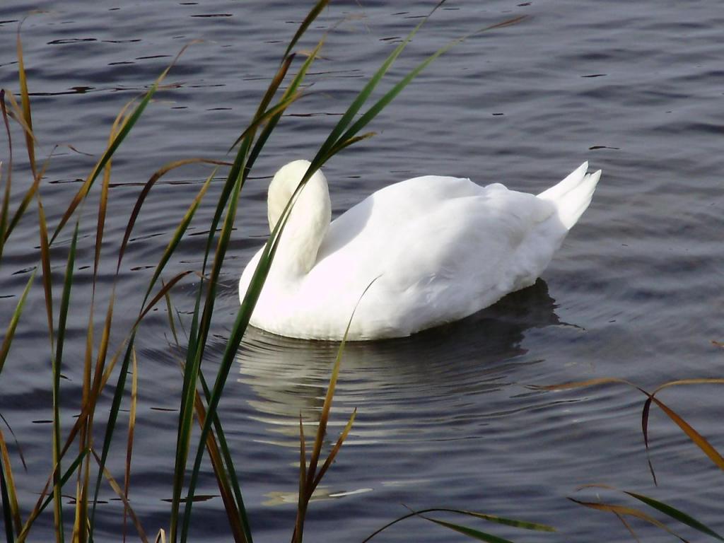 white mute swan 2