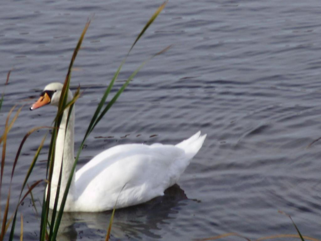 white mute swan