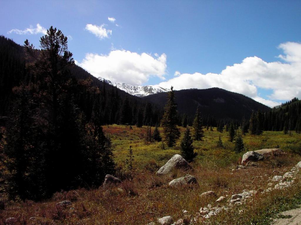 Wilderness Scene
