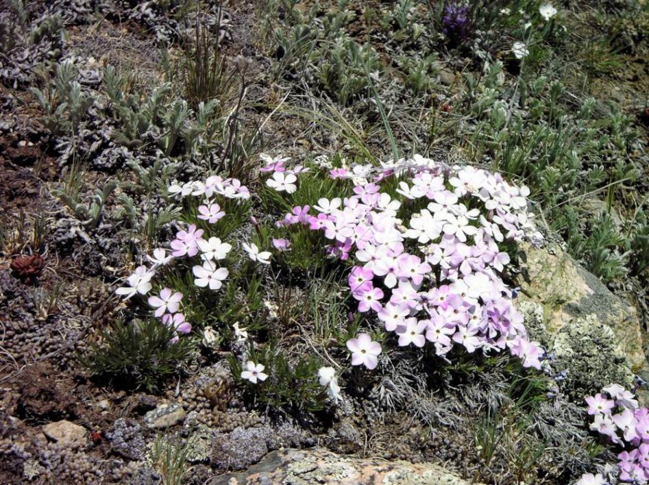 Wildflowers
