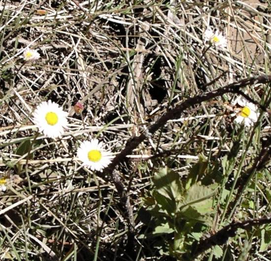 Wildflowers