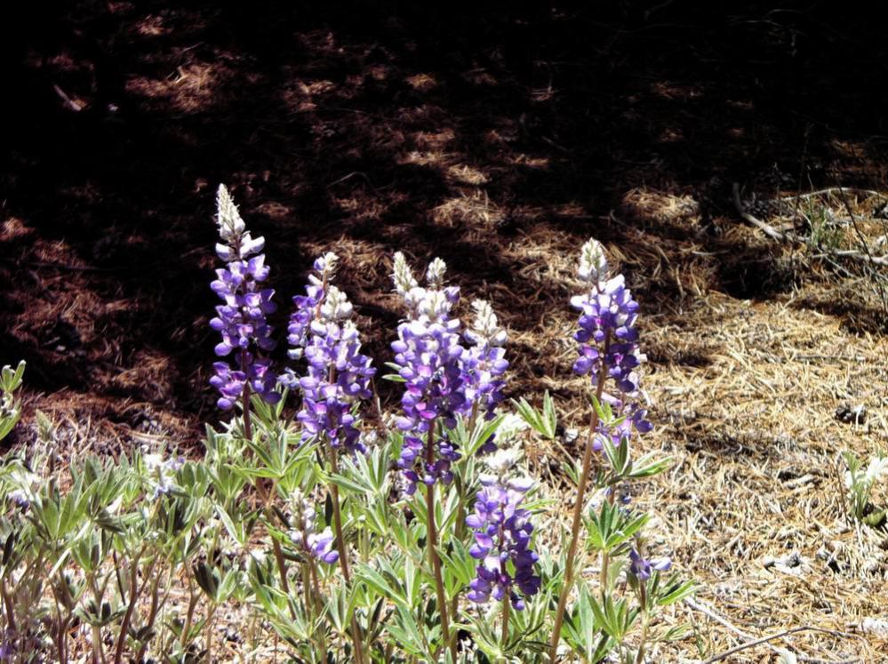 Wildflowers