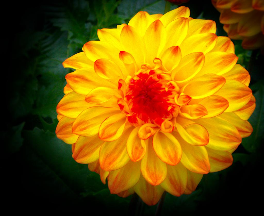 Yellow Flower 1601