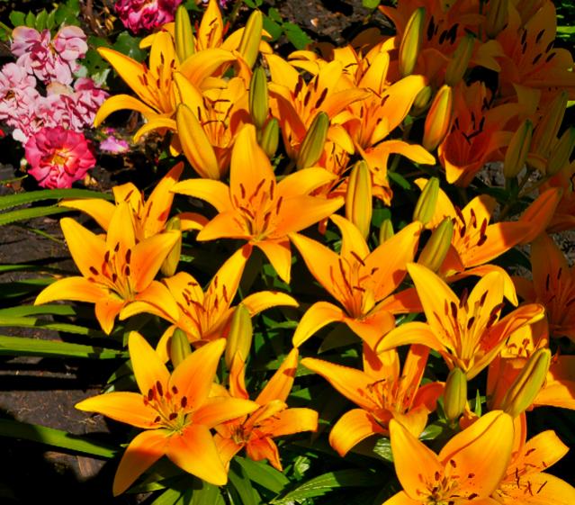 Yellow lilies